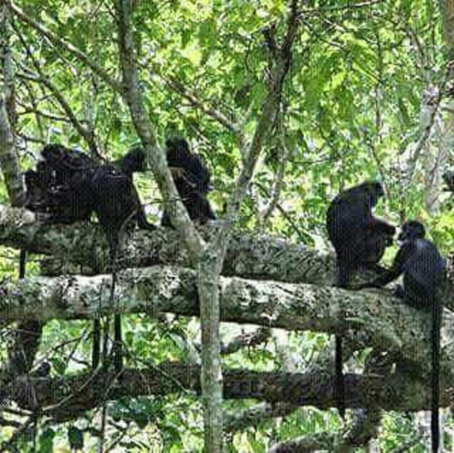 Tereng Wilis Jungle Inn Tetebatu Dış mekan fotoğraf
