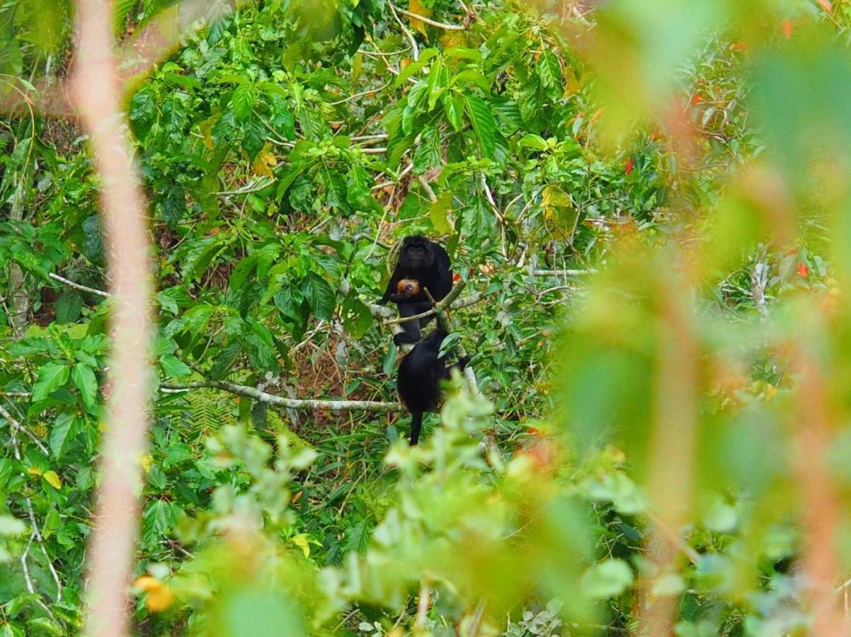 Tereng Wilis Jungle Inn Tetebatu Dış mekan fotoğraf